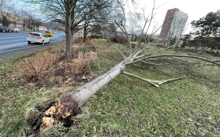 FOTO: V noci opět řádil silný vítr, pod knihovnou vyvrátil nemocný strom