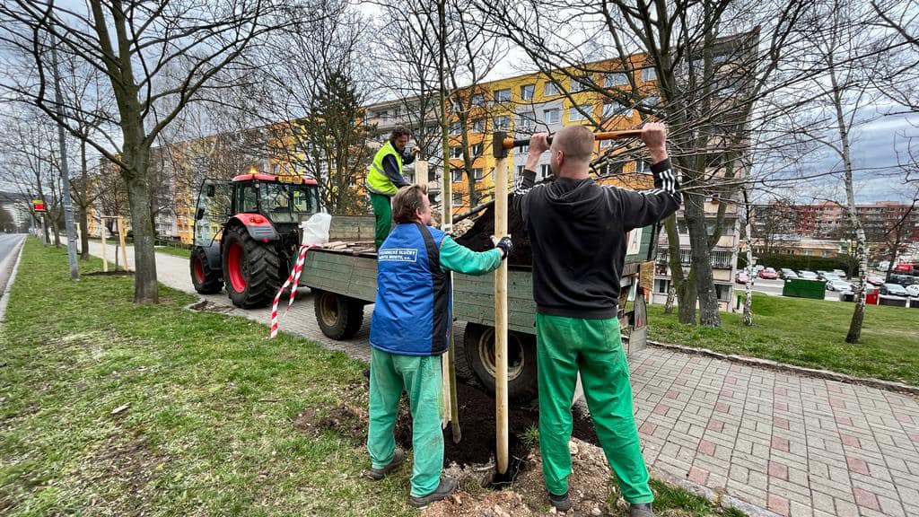 Nové stromy už jsou na svém místě