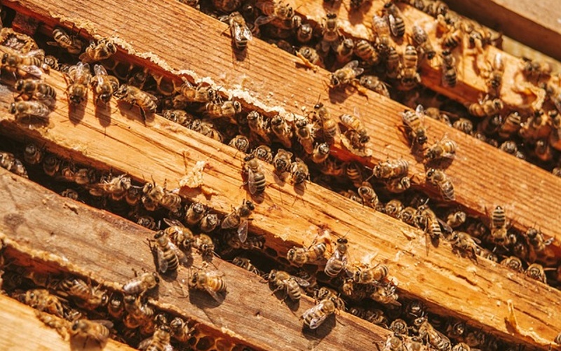 Včelaři sčítají škody. V Ústeckém kraji musí někteří začít téměř od nuly