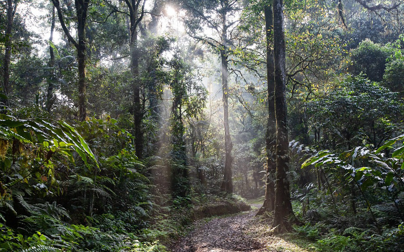 Přibližte se atmosféře deštného pralesa na pozoruhodné výstavě La Selva – život a umění v amazonském pralese