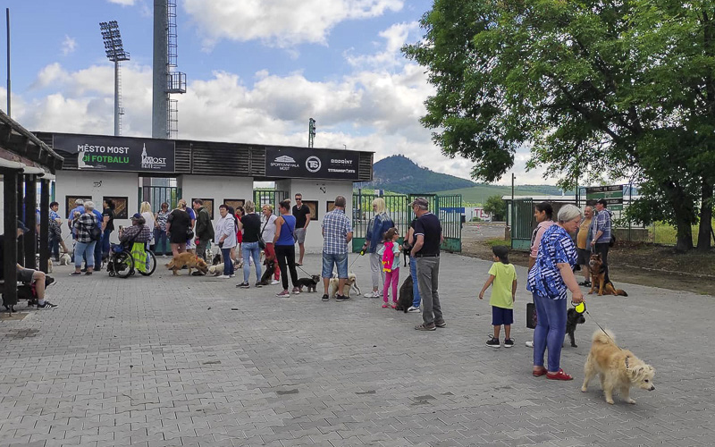 Bezplatné očkování. Majitelé psů by si měli do kalendářů zaznamenat 5. červen