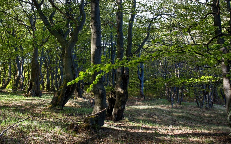 Hrozí v Krušných horách vyhlášení zákazu vstupu do lesa? Lesníci už dopředu upozornili dotčené obce