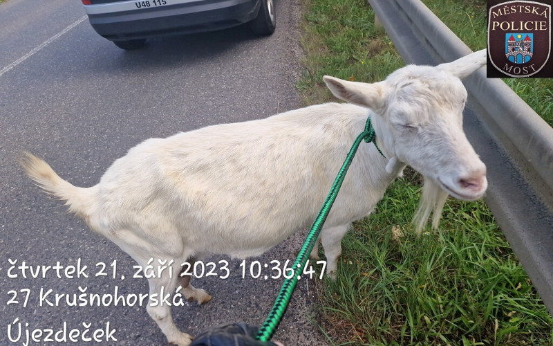 Strážníci odchytávali kozy u silnice, někomu nejspíš utekly z pozemku