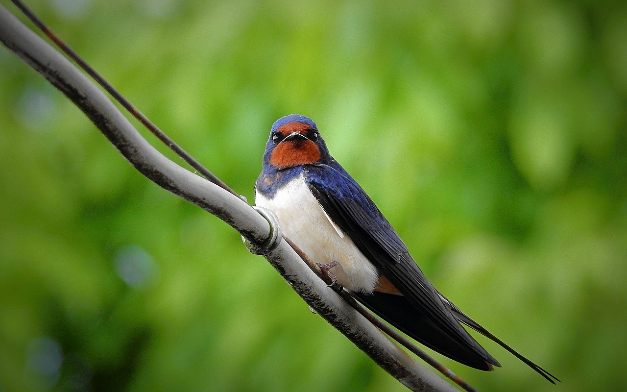 NENECHTE SI UJÍT: Přivítejte s ornitology tažné ptáky. Blíží se Vítání ptačího zpěvu 