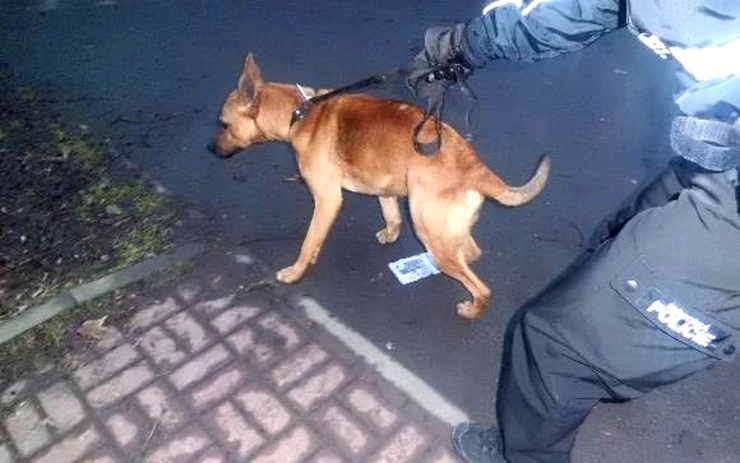Odchycený pes. Foto: Městská policie Duchcov