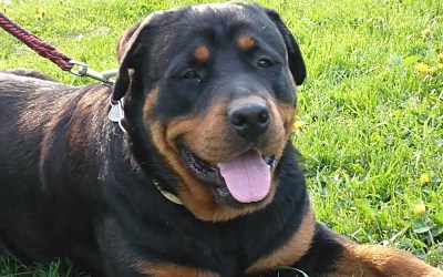 Rottweiler