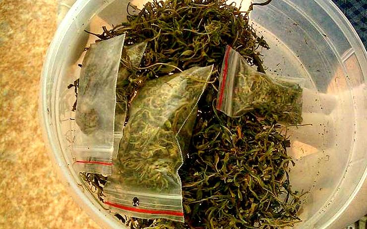 Sušená marihuana. Ilustrační foto: Policie ČR