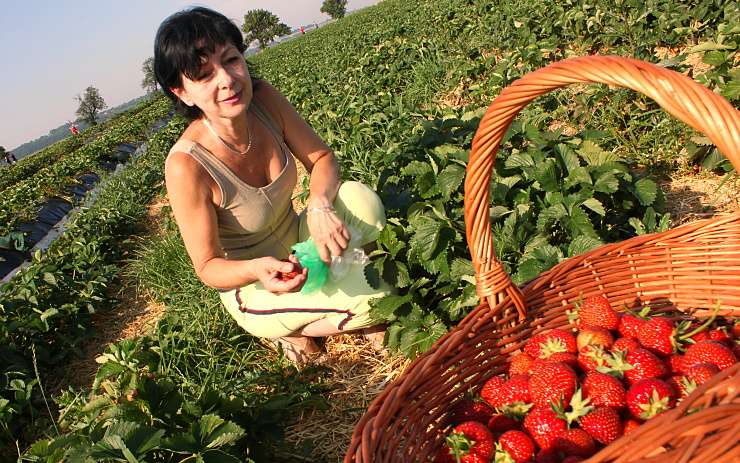 Jahodová plantáž u Nemilkova. Foto: Oldřich Hájek