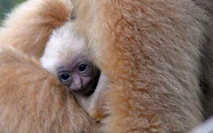 V ústecké zoo teď můžete vidět tohle úžasné opičátko 