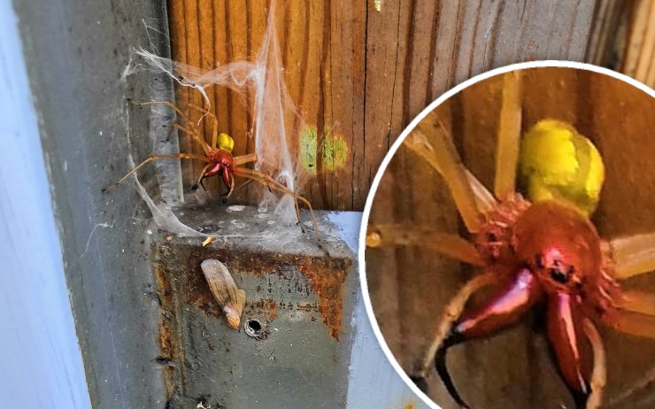 Při opravách plotu v Krupce našli zápřednici! Varovné zbarvení prozradilo jedovatého pavouka