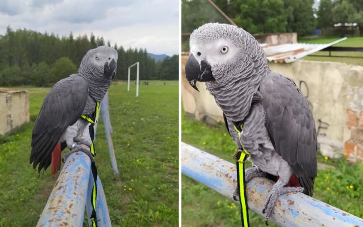 Hledá se Oskar! Žako mluví a jde na ruku, uletěl z Oldřichova i s kšíry