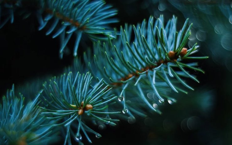 Začaly sváteční krádeže! Zmizely vánoční stromky ze zahradnictví