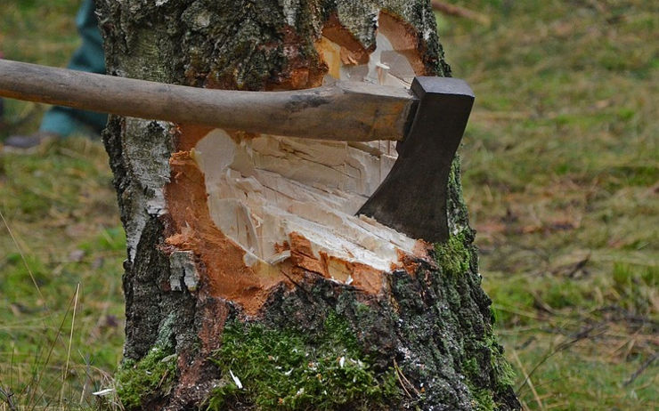 Neznámý pachatel pokácel v lese u Razic dvacet stromů, pátrá po něm policie