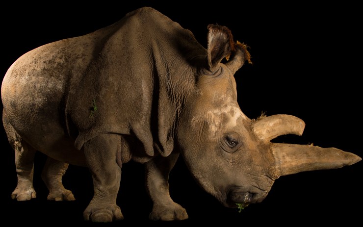 Do nákupního centra v Teplicích přivezou poslední samici nosorožce bílého z Evropy