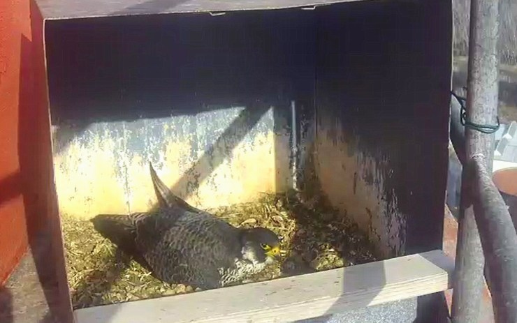 Sokoli v Unipetrolu začali hnízdit a sedí na vejcích. Sledujte je online!
