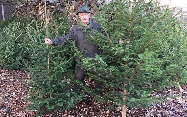 Milé gesto: Lesy ČR chystají vánoční stromky do nemocnic jako poděkování zdravotníkům