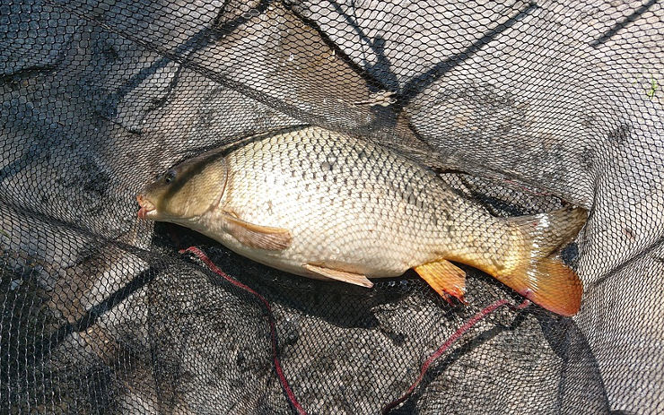 Povedený rybář chytal ryby v Zámecké zahradě, může za to skončit ve vězení