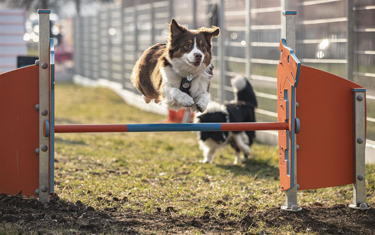 V Teplicích bylo slavnostně otevřeno nové hřiště na psí agility