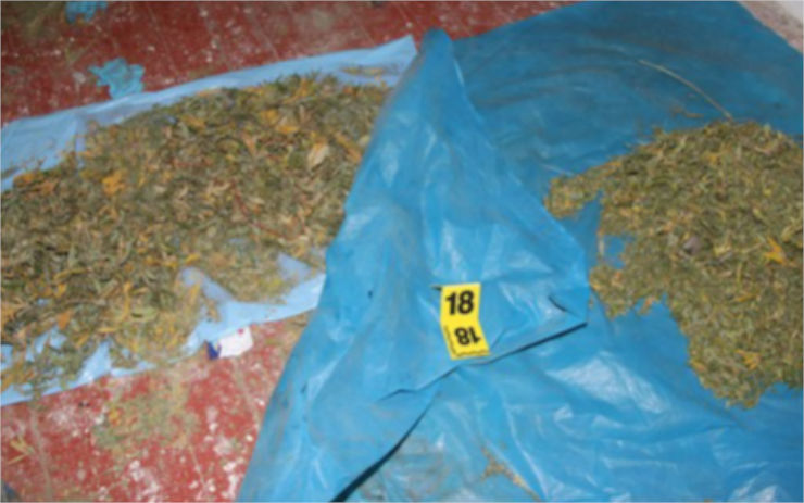 FOTO: Policie objevila v domě velkopěstírnu marihuany. Našli tu přes šest stovek rostlin i další drogy