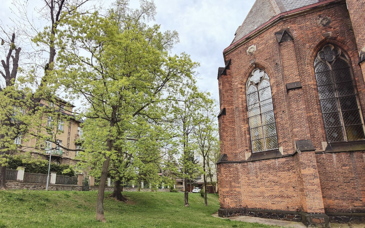 Pět letitých, vzrostlých stromů za kostelem sv. Alžběty padne