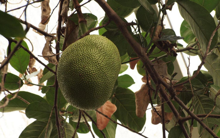 Botanická zahrada se může pochlubit jackfruitem. V tropickém skleníku plodí chlebovník různolistý