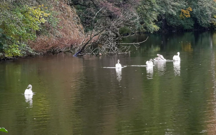 V Zámecké zahradě někdo surově zabil několik vodních ptáků 
