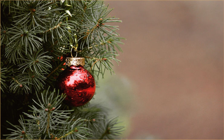 Město Teplice hledá dárce vánočního stromu