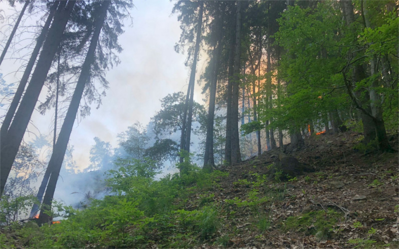 FOTO: Les u Dubí zachvátil požár, s plameny bojovaly tři jednotky hasičů