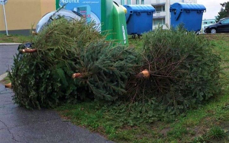 Svoz vánočních stromků bude probíhat ve dvou kolech