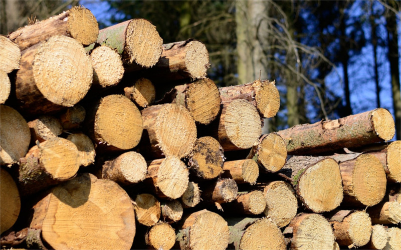 Policisté vyšetřují krádež dřeva. Kdosi ukradl 41 stromů modřínu