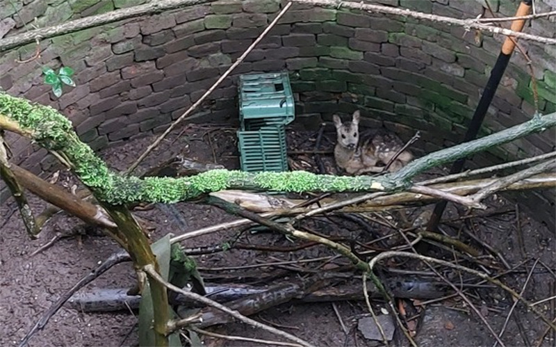 FOTO: Do staré štoly spadl malý srnec a hlasitě naříkal, na pomoc mu přijeli strážníci