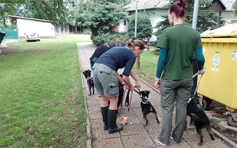 Úřady odebraly chovateli z Ústeckého kraje osm zanedbaných psů. Údajně je měl týrat