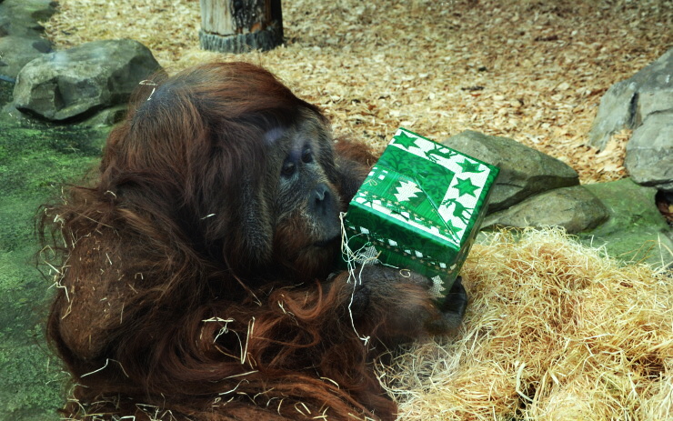 Zoo v Ústí láká na Štědrý den na vánoční nadílku