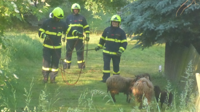 Ovce pobíhaly v okolí železniční trati a ohrožovaly provoz. S odchytem pomohli hasiči i policisté