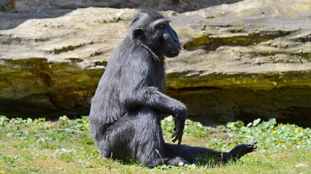 Samice makaka chocholatého odcestovala do Anglie 
