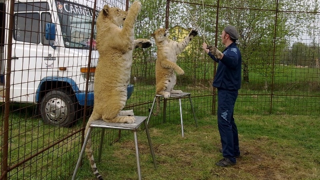 Do Děčína přijel cirkus Arlet. První vystoupení má ve čtvrtek za akční cenu