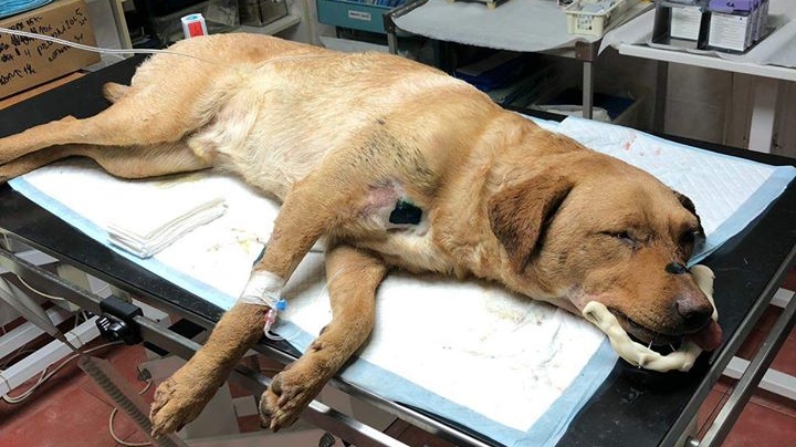 Děčín: Strážník zachránil týraného psa