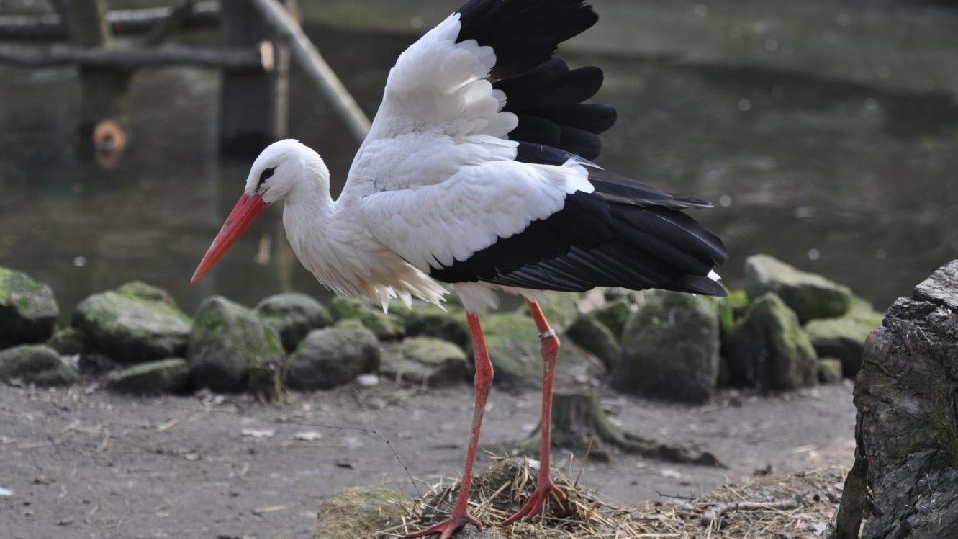 Zoo Děčín: Den ptactva - Ptačí příjmení do zoo za polovic