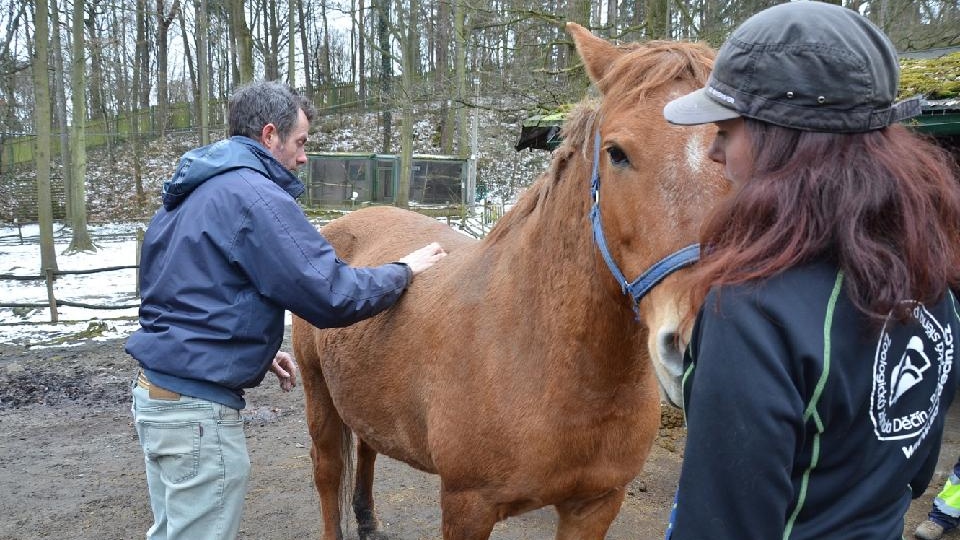 Zoo Děčín: Chiropraktik u koní