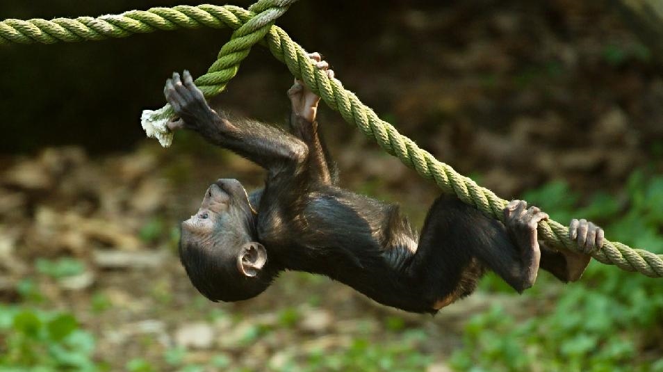 I Zoo Děčín slaví Mezinárodní týden makaků 