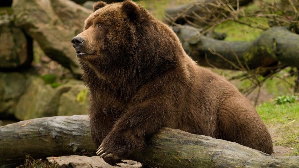 Zoo Děčín smutní: Uhynul medvěd Sigfried 