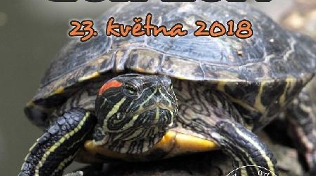 Zoo Děčín se připojí ke Světovému dni želv, chystá hned několik aktivit