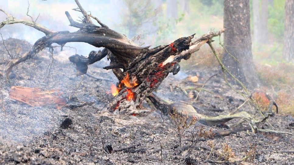 AKTUALIZUJEME: Nad Bynovem vzplál les. Na místo vyjely tři hasičské jednotky