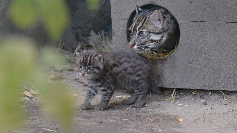 Zoo Děčín: Konec léta ve znamení mláďat