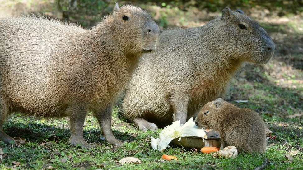 V děčínské zoo přišlo na svět mládě kapybary vodní