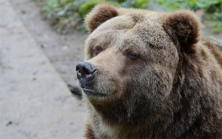Smutná zpráva ze ZOO: Poslední samice medvěda grizzly v Česku uhynula. Medvědice Helga se dožila úctyhodných 36 let