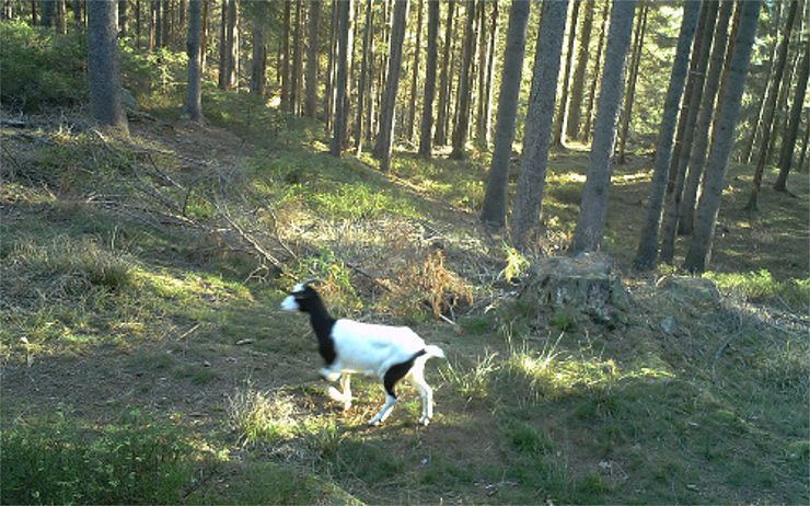 ZAJÍMAVOST: Neohrožená koza se usadila v národním parku. S vlky si moc starostí nedělá
