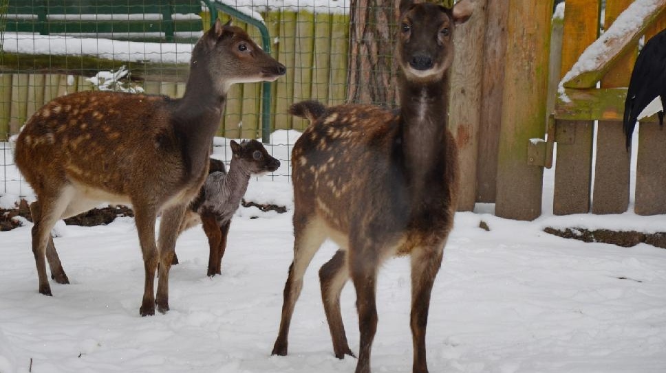 Zoo se raduje z odchovu vzácného jelínka 