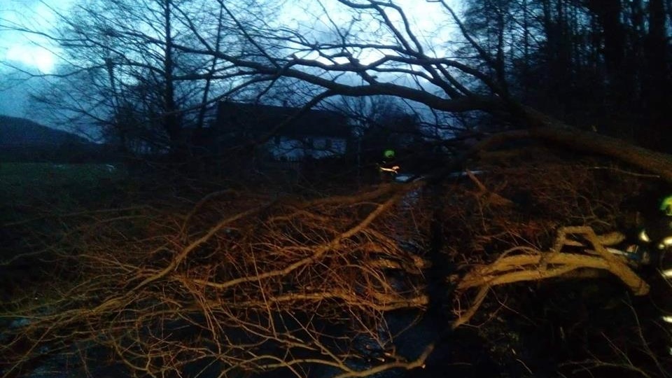 V Jílovém přes silnici spadly dva vzrostlé stromy. Na místě jsou hasiči i strážníci