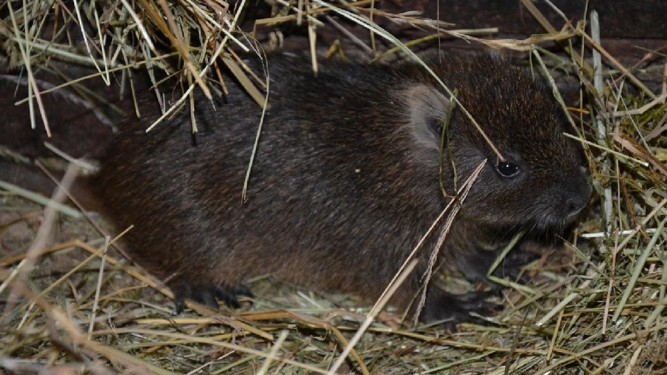 Zoo Děčín: Prvními letošními mláďaty v zoo jsou hutie kubánské